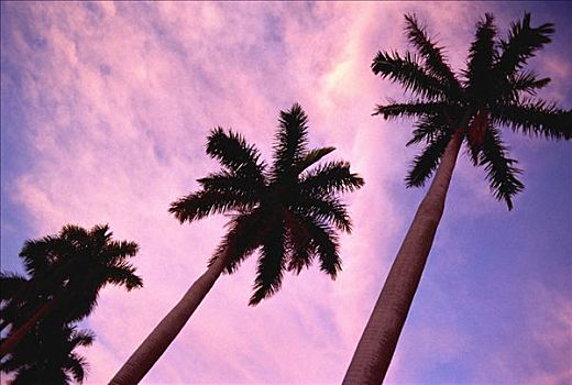 仰视,棕榈树,日落