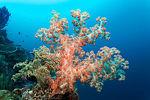 软珊瑚,红色,白色,大堡礁,昆士兰,太平洋,澳大利亚,大洋洲
