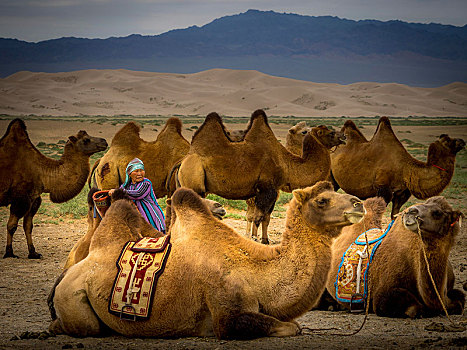 老,游牧,骆驼,戈壁沙漠,蒙古,亚洲