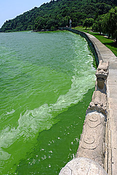 太湖的蓝藻
