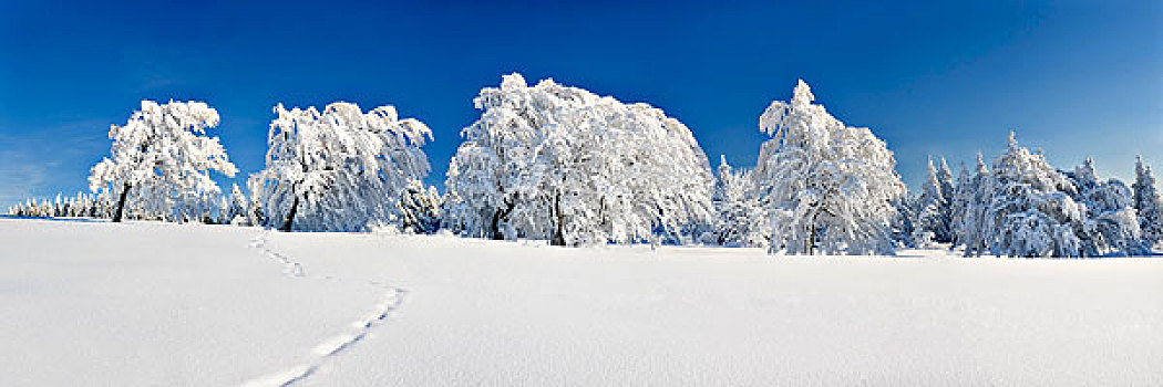 雪,遮盖,山毛榉,树,黑森林,巴登符腾堡,德国,欧洲