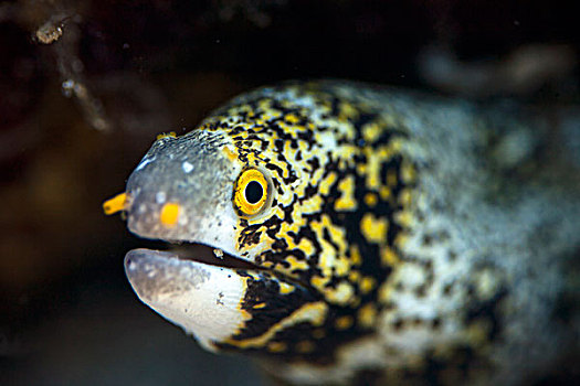 海鳗,巴厘岛,印度尼西亚,亚洲