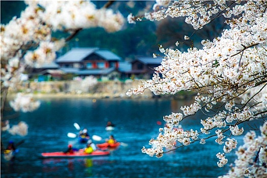 樱花,季节,大崎,日本