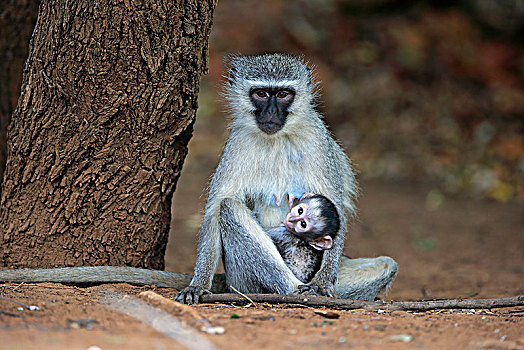 长尾黑颚猴,成年,女性,幼兽,克鲁格国家公园,南非,非洲