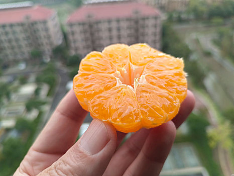 橘子,橙子,果切