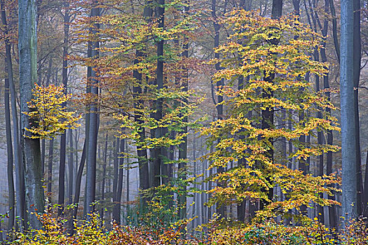 欧洲山毛榉,树,秋色,黑森州,德国