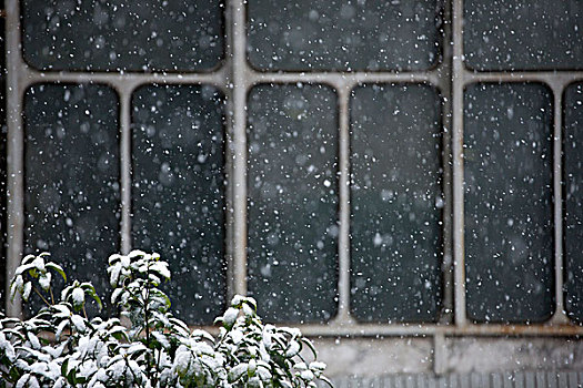 雪花