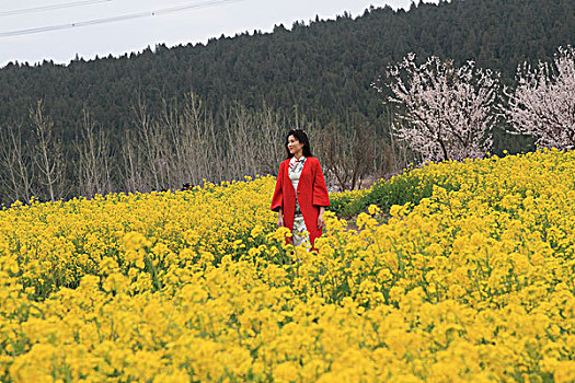 油菜花开