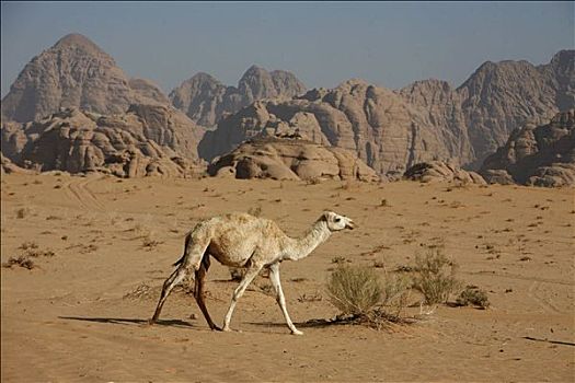 一个,骆驼,行走,荒漠景观,瓦地伦,约旦