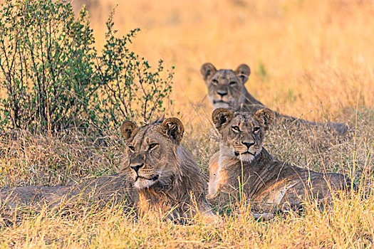 博茨瓦纳,乔贝国家公园,萨维提,自豪,狮子,休息,荫凉