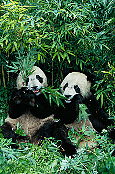 两个,熊猫,一起,卧龙,四川,中国