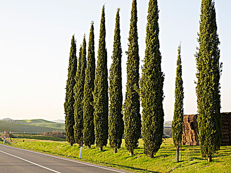 一排柏树,沿,铺平道路,农村的,托斯卡纳,意大利