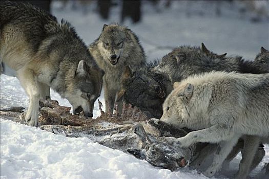 大灰狼,狼,白尾鹿,杀,明尼苏达