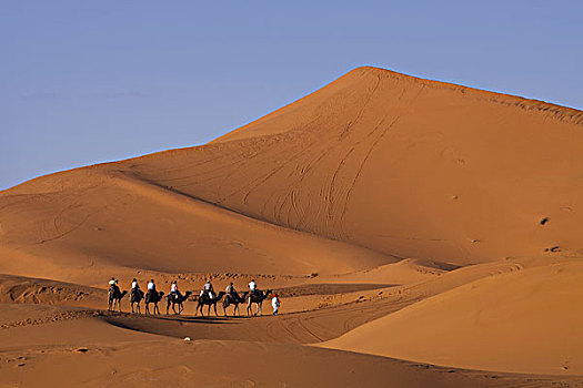 非洲,北非,摩洛哥,撒哈拉沙漠,梅如卡,却比沙丘,游客,骑,骆驼
