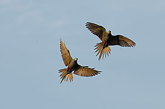 金刚鹦鹉,鹦鹉,一对,飞,亚马逊河,厄瓜多尔