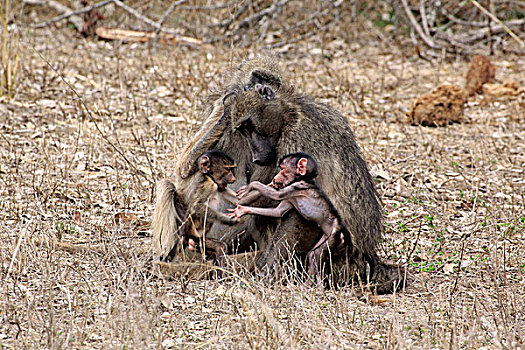 南非大狒狒,豚尾狒狒,女性,小动物,交际,动作,克鲁格国家公园,南非,非洲