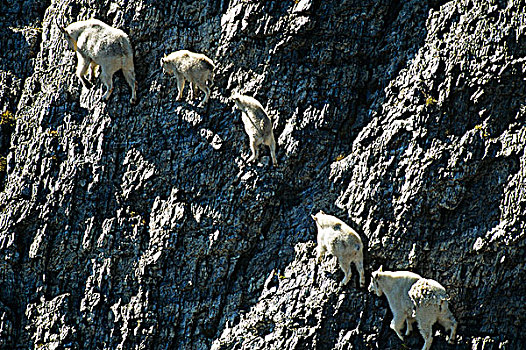 俯视,石山羊,落基山脉,艾伯塔省,加拿大