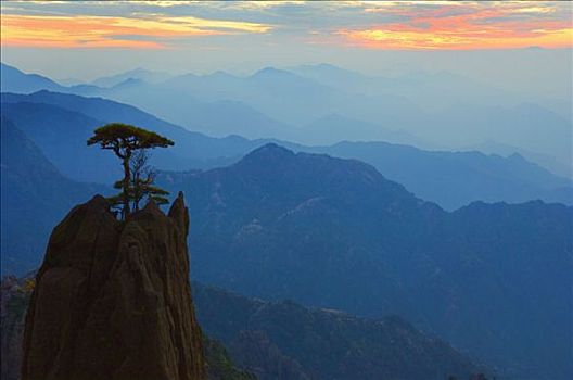 松树,山脉,白云,景色,区域,黄山,安徽,中国