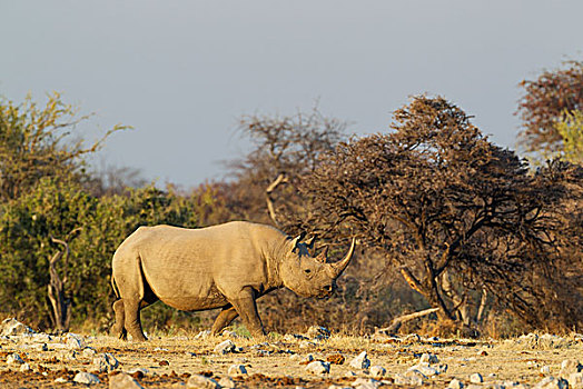 黑犀牛,犀牛,雌性,靠近,水坑,埃托沙国家公园,纳米比亚,非洲