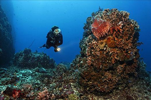 潜水,看,珊瑚礁,多彩,繁茂,珊瑚,冈加,岛屿,螃蟹船,北苏拉威西省,印度尼西亚,摩鹿加群岛,海洋,太平洋,亚洲