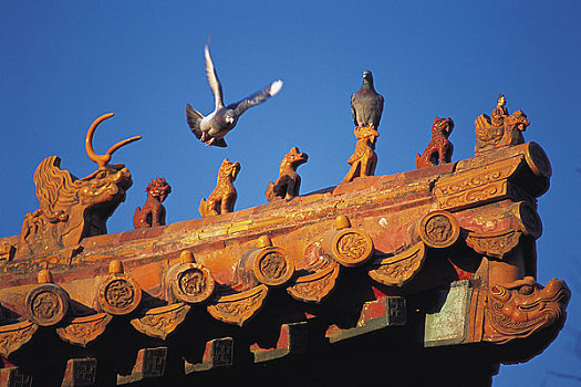 北京故宫屋脊上落着两只鸽子
