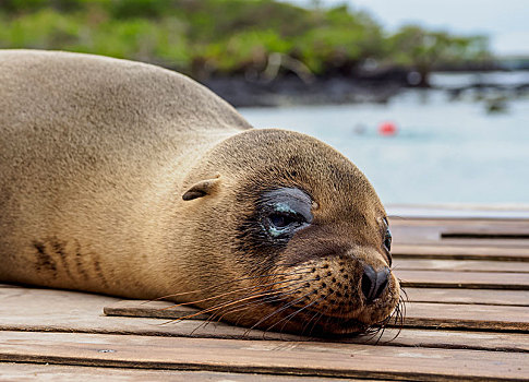 海狮,加拉帕戈斯海狮,躺着,木板,岛屿,加拉帕戈斯,厄瓜多尔,南美