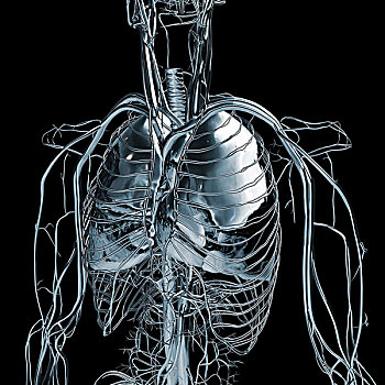 金属,蓝色,铬合金,躯干,脉络,动脉,肺,黑色背景,背景