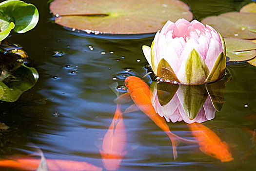 几个,金鱼,园池,盛开,粉色,水,反射,水中