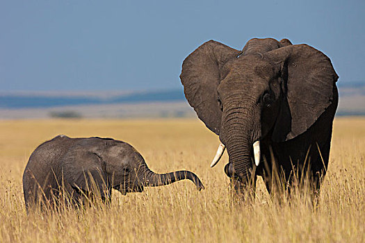 非洲,灌木,大象,非洲象,马赛马拉国家保护区,肯尼亚