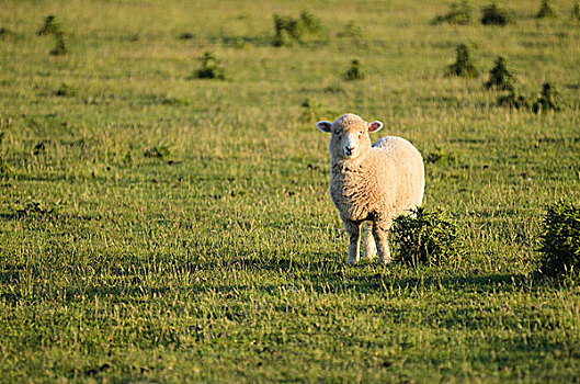 绵羊,草场,新西兰,大洋洲
