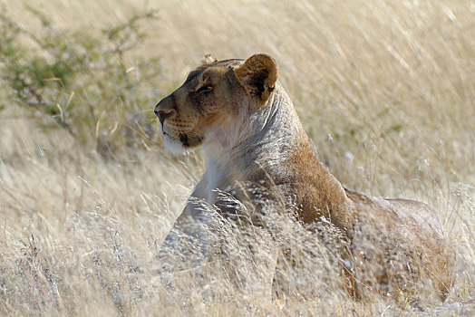雌狮,狮子,卧,高草,警惕,埃托沙国家公园,纳米比亚,非洲