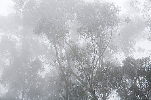橡胶树,桉树,树,雾,伯克利,加利福尼亚