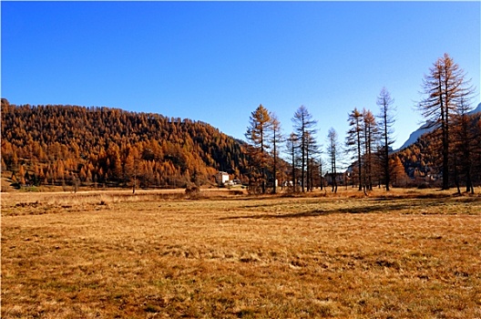 秋天,风景,金色,草地