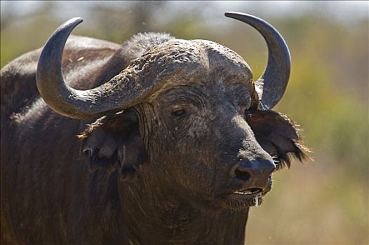 非洲水牛,克鲁格国家公园,南非