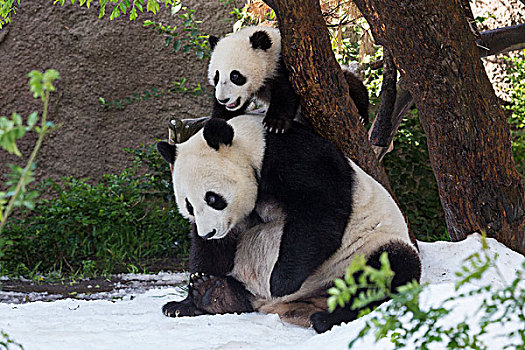 大熊猫,雪中,中国