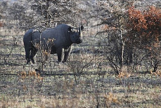 黑犀牛,桑布鲁野生动物保护区,肯尼亚,非洲