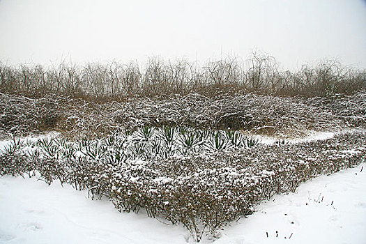 雪景