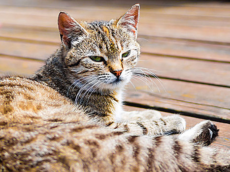 虎斑猫,卧,看,鲜艳