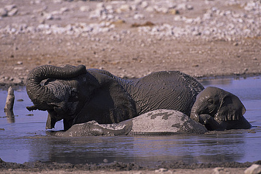 非洲,纳米比亚,埃托沙国家公园,大象,打滚,水坑
