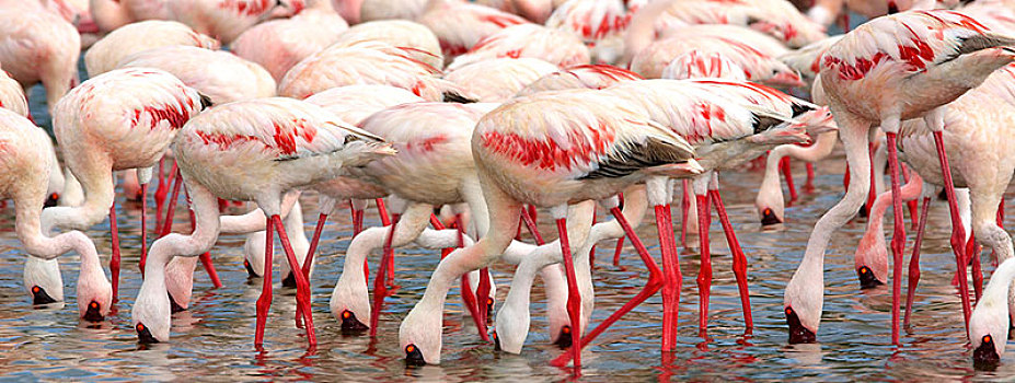小红鹳,觅食,柏哥利亚湖,大裂谷,地区,肯尼亚,非洲