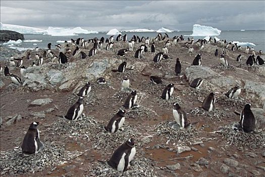 巴布亚企鹅,生物群,港口,南极半岛