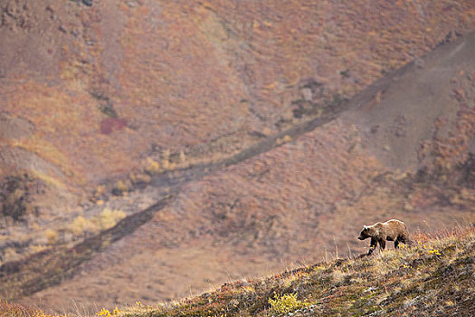 大灰熊,走,山脊,秋色,苔原,德纳里峰国家公园,室内,阿拉斯加