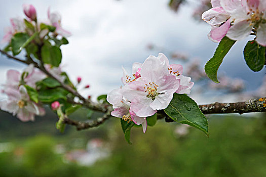 苹果,花,特写