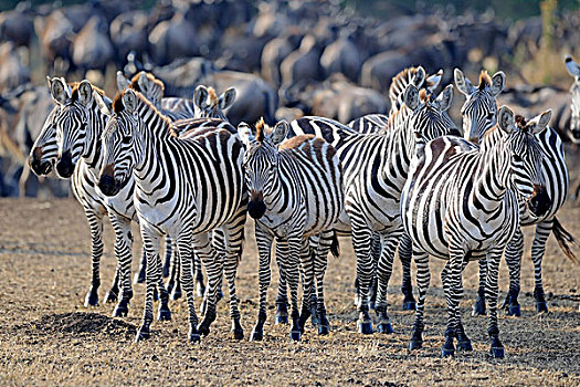 平原斑马,牧群,马赛马拉国家保护区,肯尼亚,东非,非洲