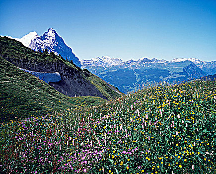 瑞士,伯恩高地,野花,牧场
