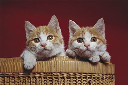 家猫,两个,好奇,年轻,小猫,篮子