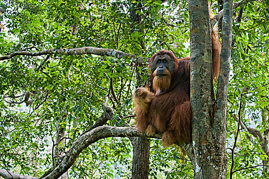 苏门答腊猩猩,强势,树上,古农列尤择国家公园,北方,苏门答腊岛,印度尼西亚