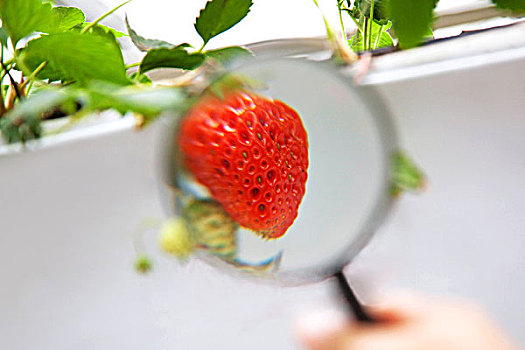 一个成熟的红色草莓特写