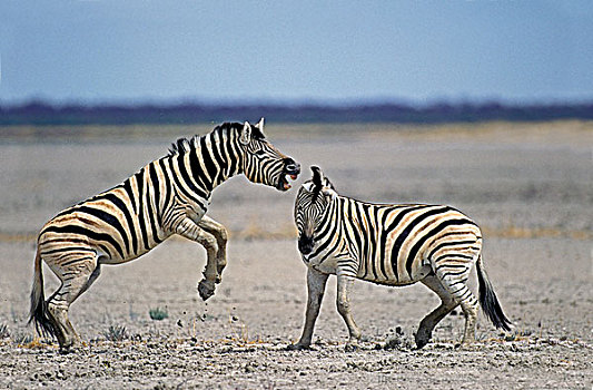 白氏斑马,斑马,种马,争斗,塞伦盖蒂,公园,坦桑尼亚