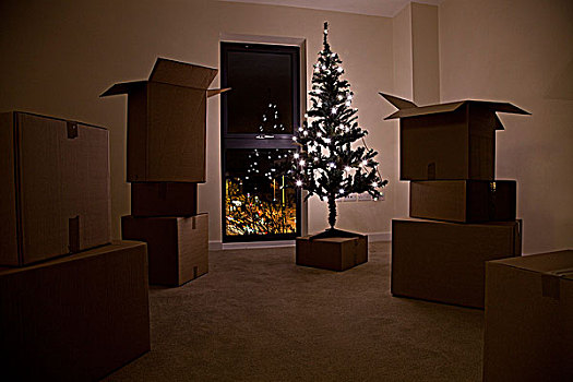静物,圣诞树,搬箱子